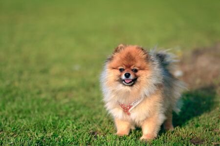 犬